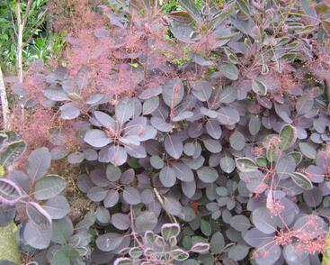 Ruj vlasatá 'Velvet Cloak'