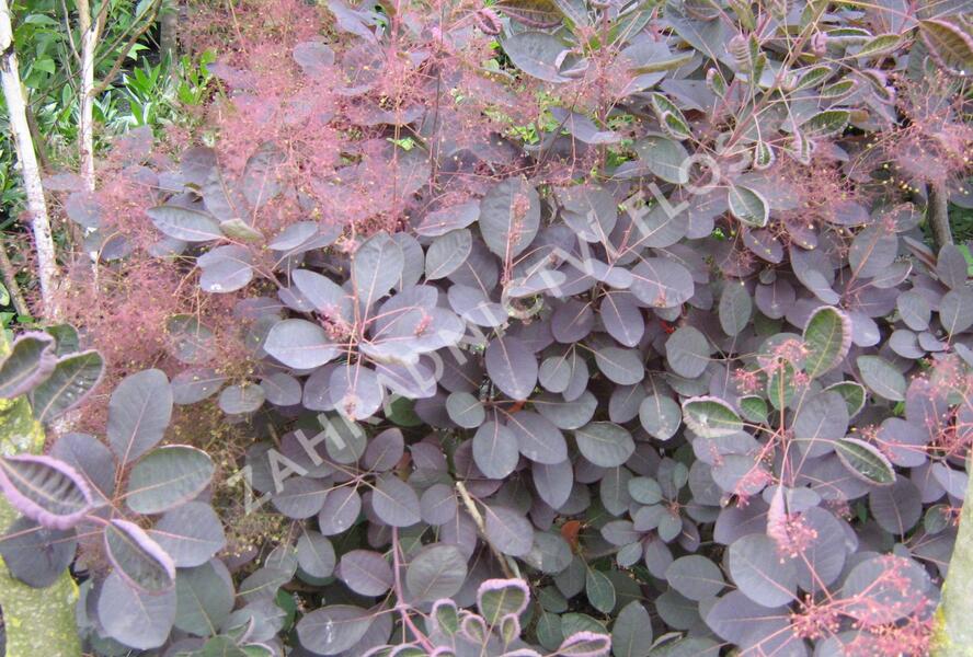Ruj vlasatá 'Velvet Cloak' - Cotinus coggygria 'Velvet Cloak'
