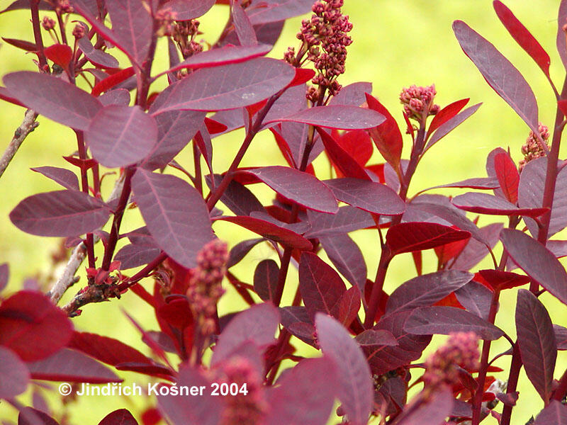 Ruj vlasatá 'Velvet Cloak' - Cotinus coggygria 'Velvet Cloak'