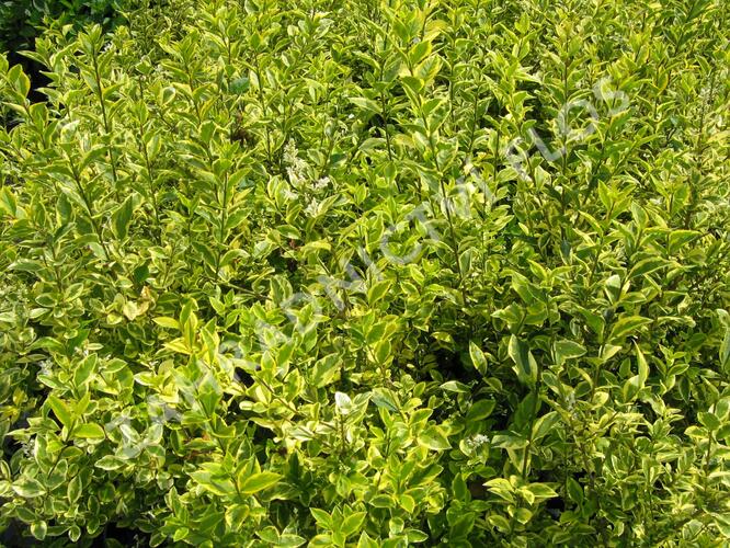 Ptačí zob vejčitolistý 'Aureum' - Ligustrum ovalifolium 'Aureum'