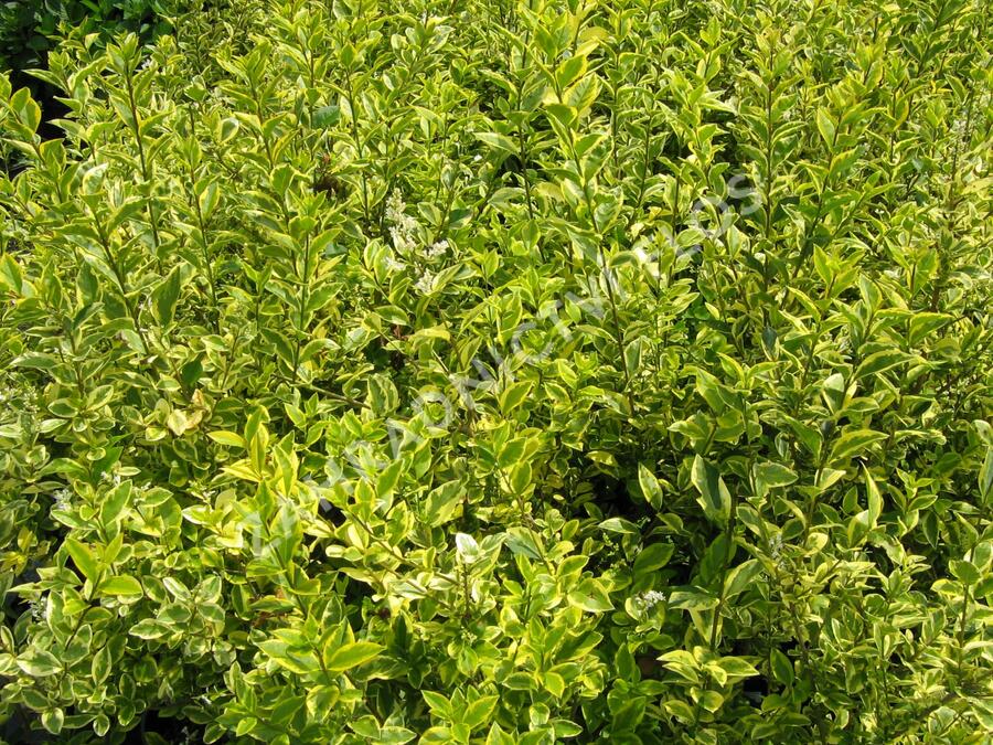 Ptačí zob vejčitolistý 'Aureum' - Ligustrum ovalifolium 'Aureum'