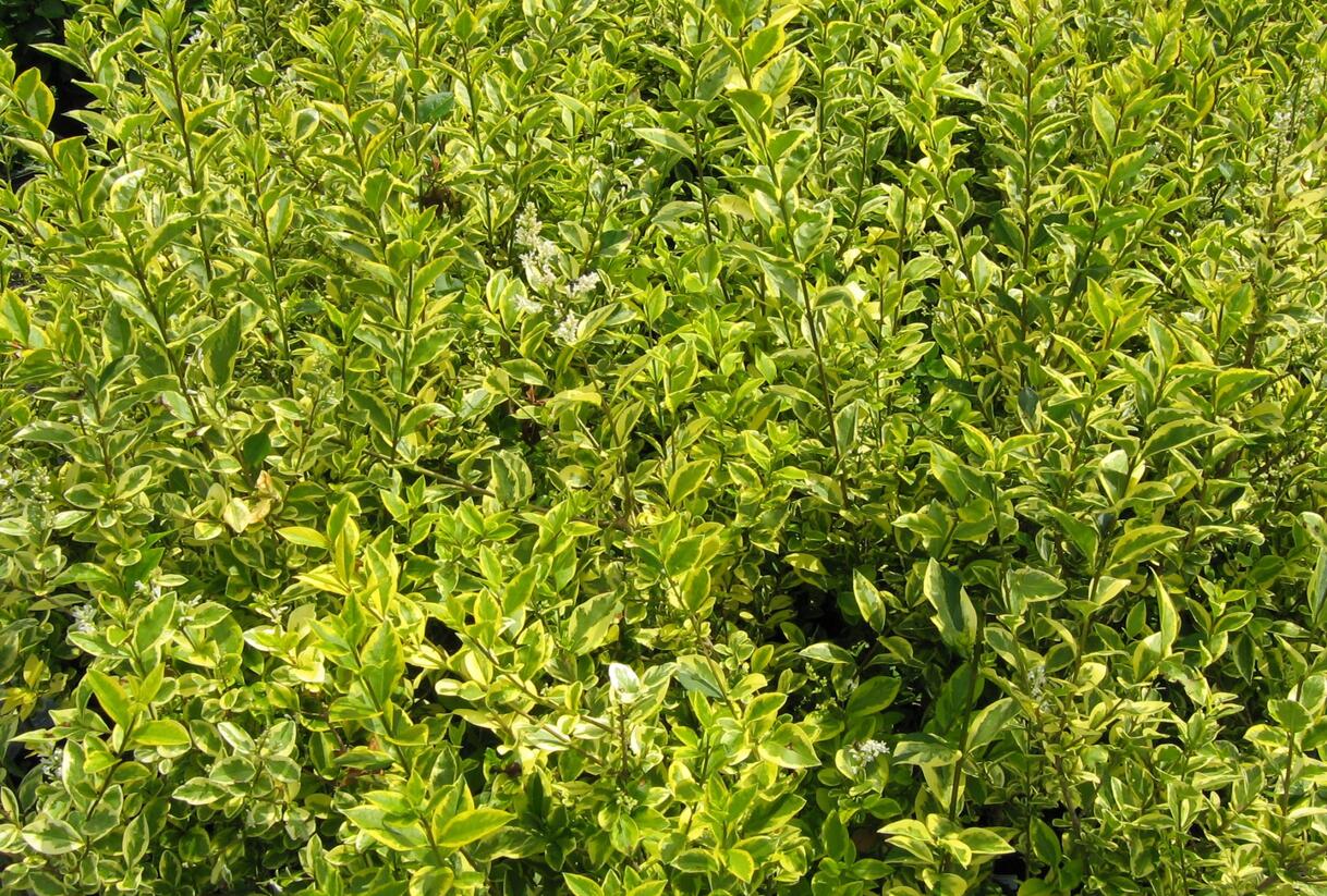 Ptačí zob vejčitolistý 'Aureum' - Ligustrum ovalifolium 'Aureum'