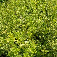 Ptačí zob vejčitolistý 'Aureum' - Ligustrum ovalifolium 'Aureum'