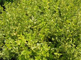 Ptačí zob vejčitolistý 'Aureum' - Ligustrum ovalifolium 'Aureum'