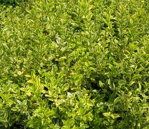Ptačí zob vejčitolistý 'Aureum' - Ligustrum ovalifolium 'Aureum'