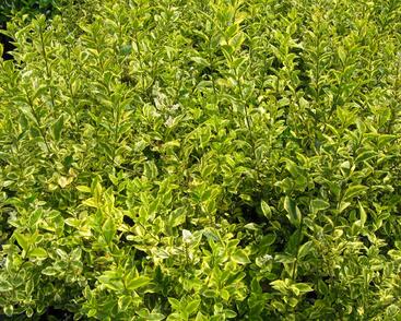 Ptačí zob vejčitolistý 'Aureum'