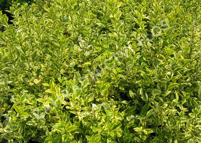 Ptačí zob vejčitolistý 'Aureum' - Ligustrum ovalifolium 'Aureum'