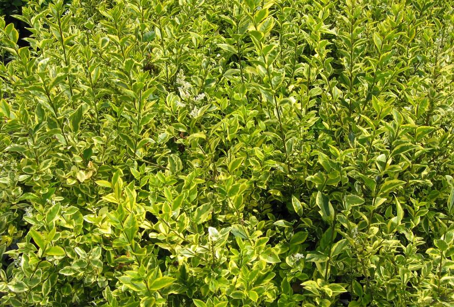 Ptačí zob vejčitolistý 'Aureum' - Ligustrum ovalifolium 'Aureum'