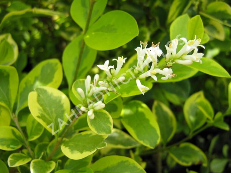 Ptačí zob vejčitolistý 'Aureum' - Ligustrum ovalifolium 'Aureum'