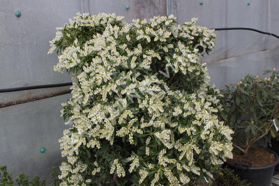 Pieris japonský 'Purity' - Pieris japonica 'Purity'