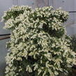 Pieris japonský 'Purity' - Pieris japonica 'Purity'