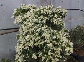 Pieris japonský 'Purity' - Pieris japonica 'Purity'