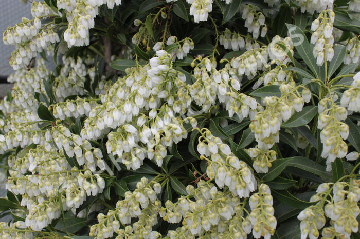 Pieris japonský 'Purity' - Pieris japonica 'Purity'