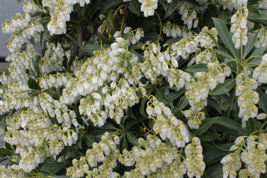 Pieris japonský 'Purity' - Pieris japonica 'Purity'