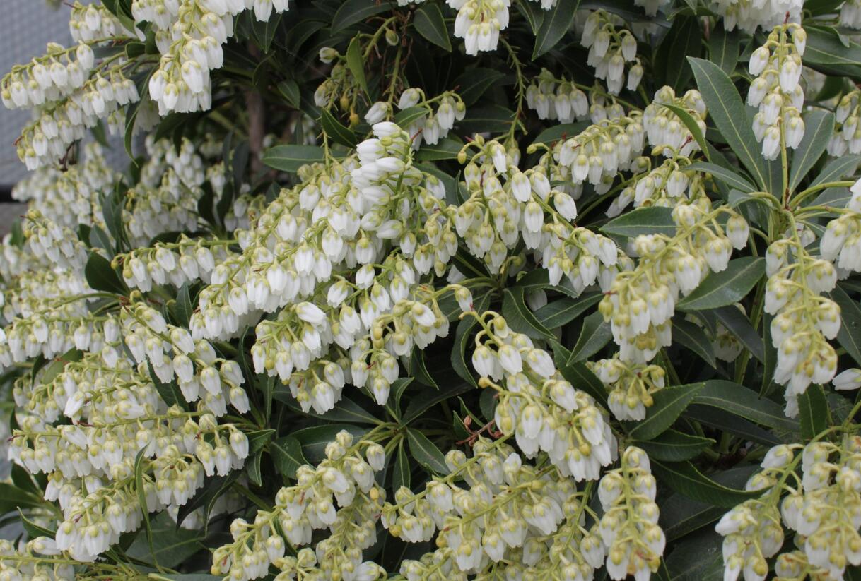 Pieris japonský 'Purity' - Pieris japonica 'Purity'