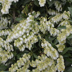 Pieris japonský 'Purity' - Pieris japonica 'Purity'