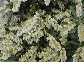 Pieris japonský 'Purity' - Pieris japonica 'Purity'
