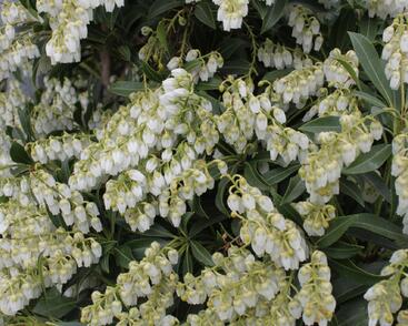 Pieris japonský 'Purity'