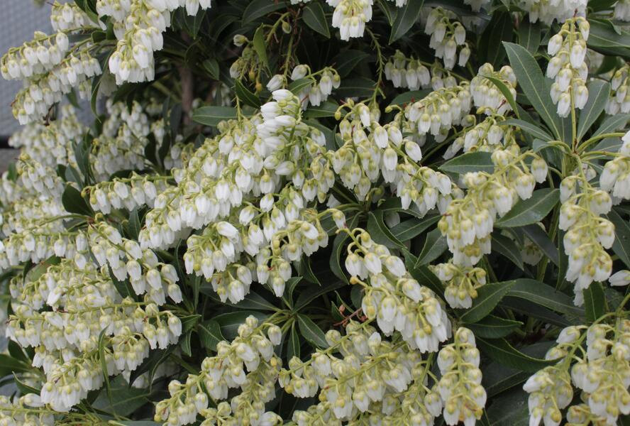 Pieris japonský 'Purity' - Pieris japonica 'Purity'