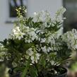 Pieris japonský 'Purity' - Pieris japonica 'Purity'