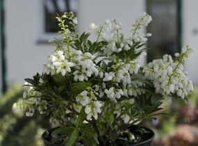 Pieris japonský 'Purity' - Pieris japonica 'Purity'