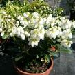 Pieris japonský 'Purity' - Pieris japonica 'Purity'