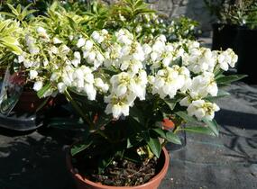 Pieris japonský 'Purity' - Pieris japonica 'Purity'