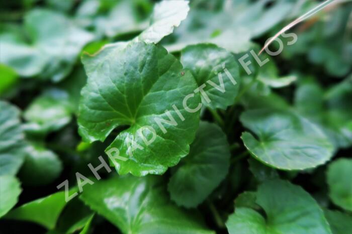 Pupečník asijský, Gotu kola - Centella asiatica