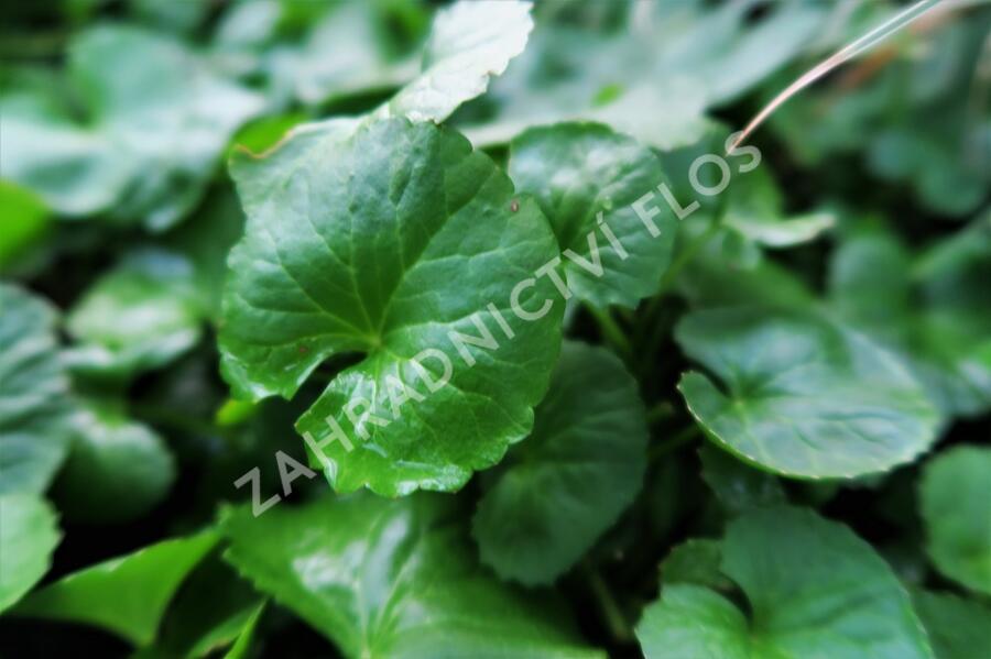 Pupečník asijský, Gotu kola - Centella asiatica