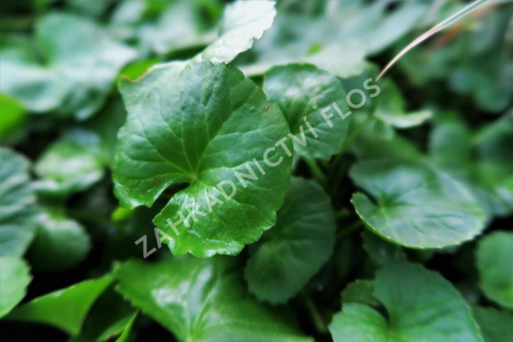Pupečník asijský, Gotu kola - Centella asiatica