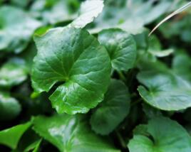 Pupečník asijský, Gotu kola