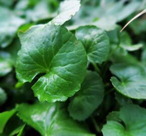 Pupečník asijský, Gotu kola - Centella asiatica