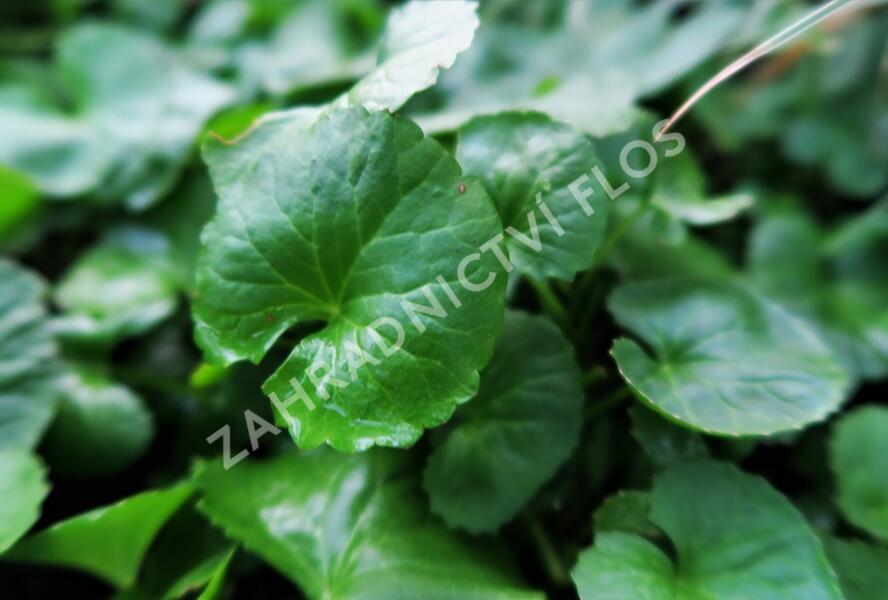 Pupečník asijský, Gotu kola - Centella asiatica
