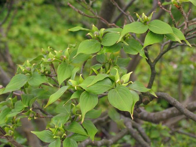 Dřín japonský - Cornus kousa chinensis