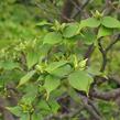 Dřín japonský - Cornus kousa chinensis