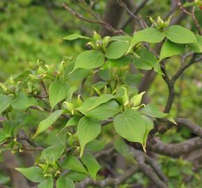 Dřín japonský - Cornus kousa chinensis