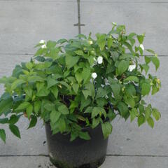 Růžovec zákulovitý - Rhodotypos scandens