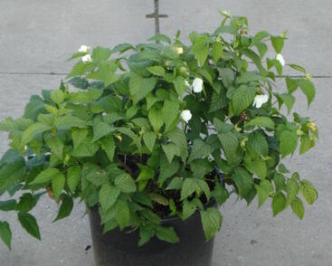 Růžovec zákulovitý