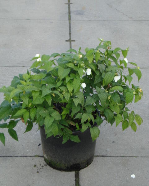 Růžovec zákulovitý - Rhodotypos scandens