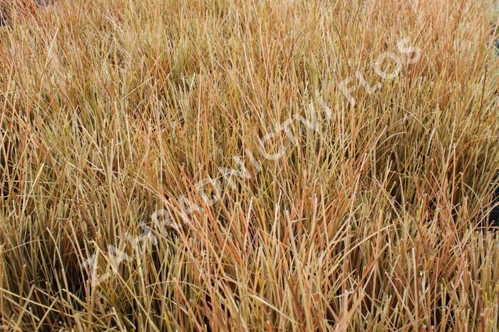 Ostřice chocholatá 'Kupferflamme' - Carex comans 'Kupferflamme'