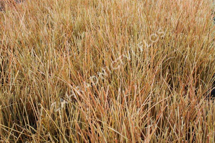 Ostřice chocholatá 'Kupferflamme' - Carex comans 'Kupferflamme'