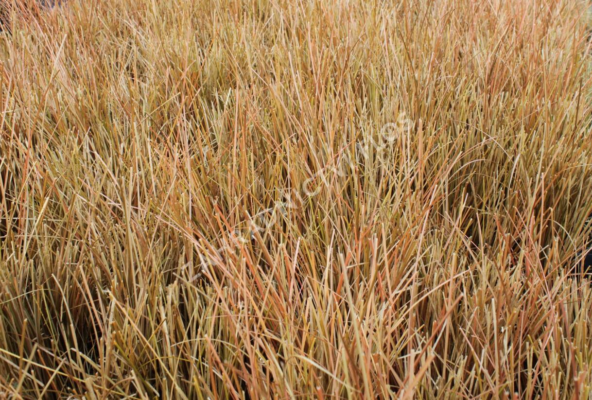 Ostřice chocholatá 'Kupferflamme' - Carex comans 'Kupferflamme'
