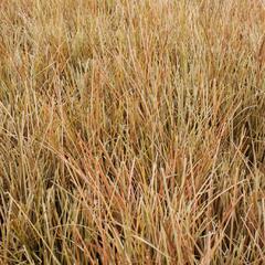 Ostřice chocholatá 'Kupferflamme' - Carex comans 'Kupferflamme'
