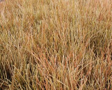 Ostřice chocholatá 'Kupferflamme'