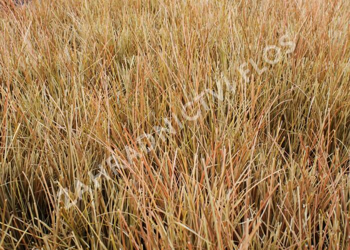 Ostřice chocholatá 'Kupferflamme' - Carex comans 'Kupferflamme'