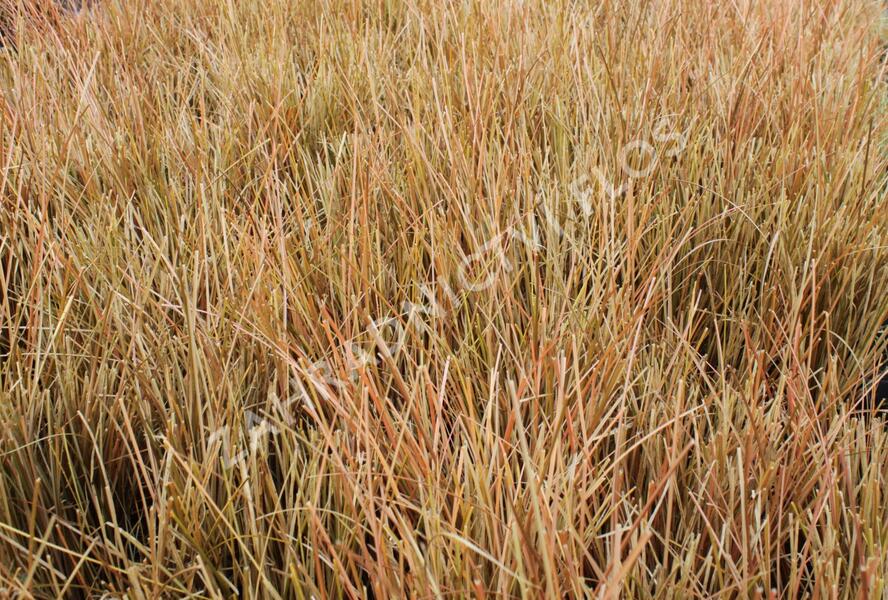 Ostřice chocholatá 'Kupferflamme' - Carex comans 'Kupferflamme'