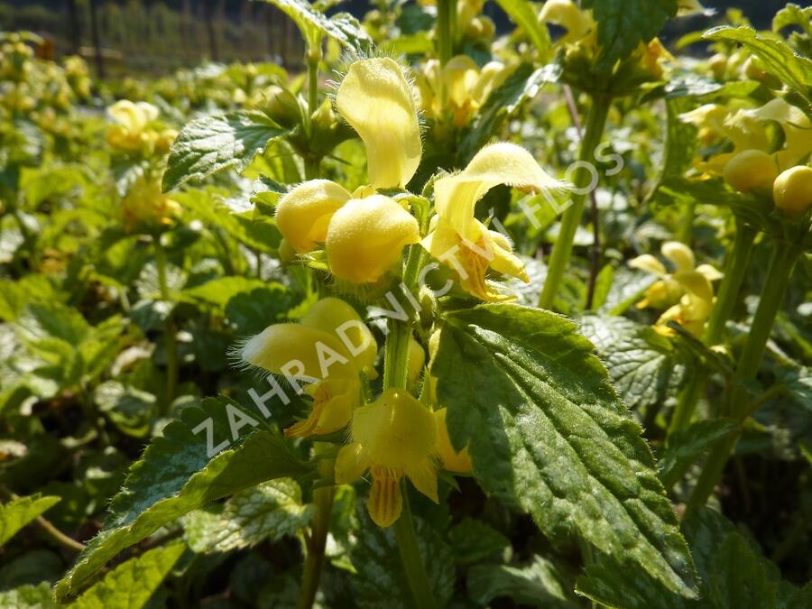 Pitulník žlutý - Lamiastrum galeobdolon