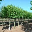 Platan javorolistý 'Alphens Globe' - Platanus acerifolia 'Alphens Globe'