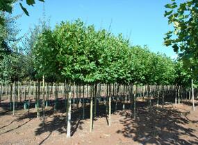 Platan javorolistý 'Alphens Globe' - Platanus acerifolia 'Alphens Globe'