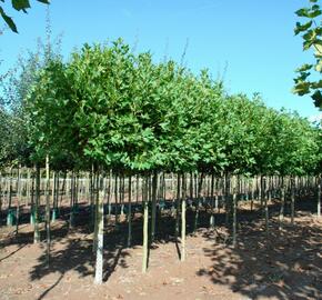 Platan javorolistý 'Alphens Globe' - Platanus acerifolia 'Alphens Globe'